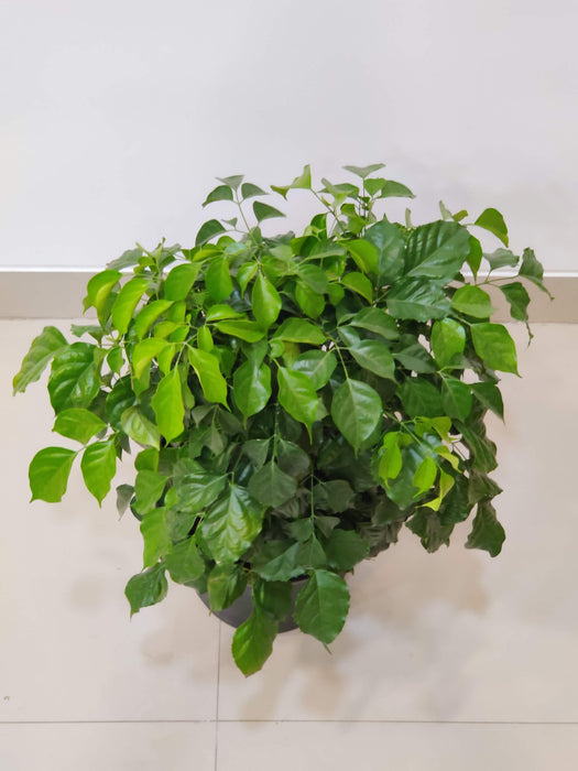Close-up of Radermachera Green foliage and leaves
