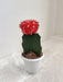 Indoor Red Moon Cactus in White Pot
