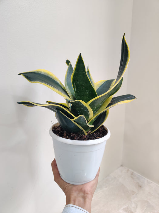 Indoor Air-Quality Enhancing Sansevieria Plant