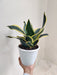 Indoor Air-Quality Enhancing Sansevieria Plant