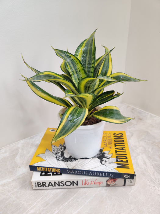 Twisted Leaf Sansevieria Indoor