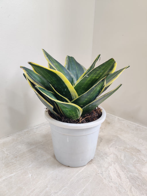 Indoor large Sansevieria Trifasciata Stars and Stripes in white pot