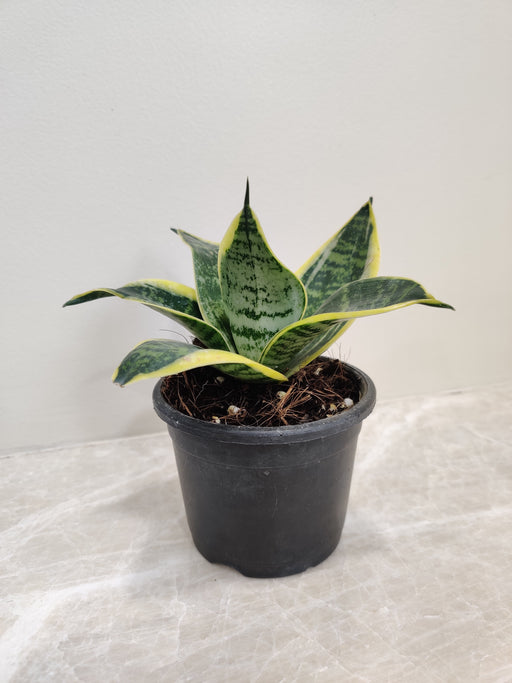 Indoor Sansevieria Superba plant in black pot"