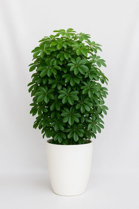 Schefflera Plant in Decorative Pot