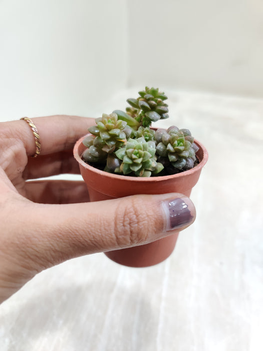 Hand-Held Mini Sedum 'Little Gem' Indoor Plant