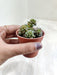 Hand-Held Mini Sedum 'Little Gem' Indoor Plant