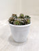 Sedum-Little-Gem-compact-charming-indoor-succulent