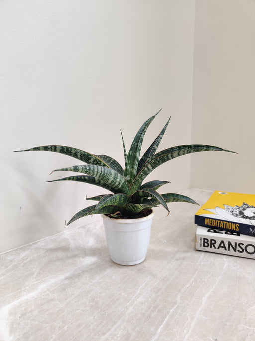 Air purifying Sansevieria indoor plant