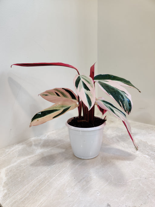 Indoor Stromanthe Triostar Plant with Pink Accents