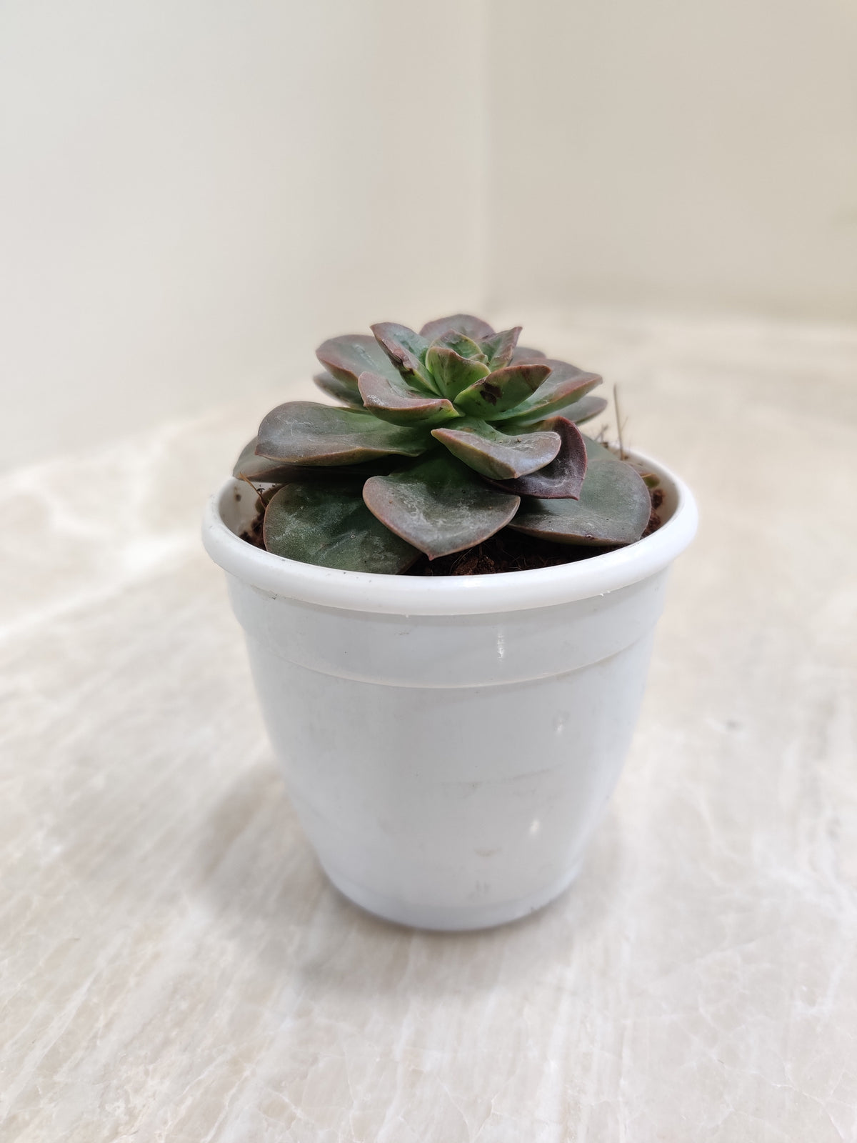 melaco succulent Echeveria Melaco Succulent