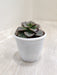 Echeveria-Melaco-Glossy-Rosette-indoor-succulent