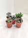 Indoor Five Mixed Succulents in 5.5 cm Pots