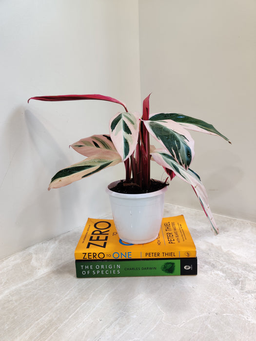 Exotic Indoor Triostar Stromanthe Plant