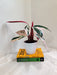 Exotic Indoor Triostar Stromanthe Plant
