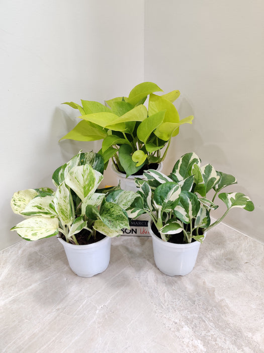Vibrant Money Plant Indoor Display