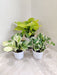 Vibrant Money Plant Indoor Display