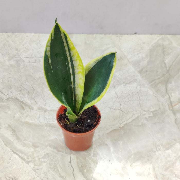 Compact Jade Marginata Sansevieria for indoor décor