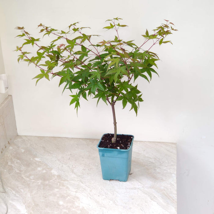 Elegant Japanese Maple ornamental plant with green leaves

