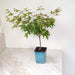Elegant Japanese Maple ornamental plant with green leaves

