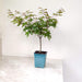 Compact Acer Palmatum bonsai for patios and indoor spaces

