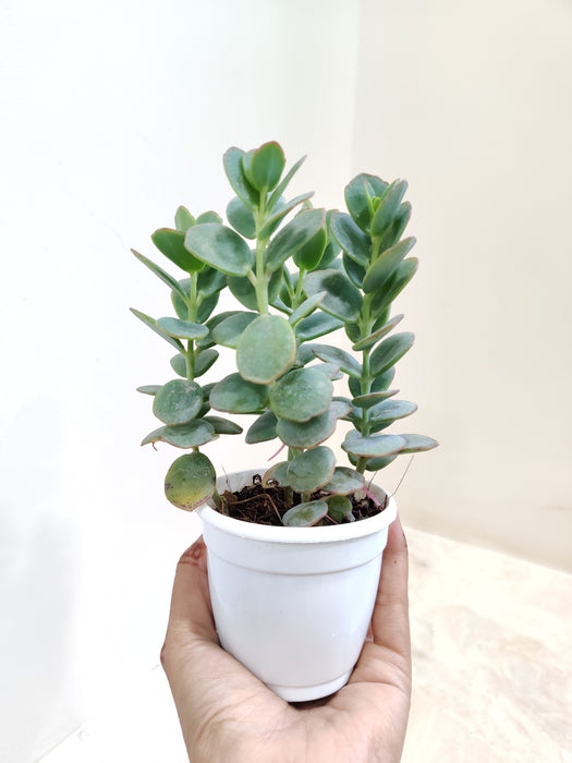 Healthy Kalanchoe Marnieriana in white pot