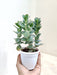 Healthy Kalanchoe Marnieriana in white pot