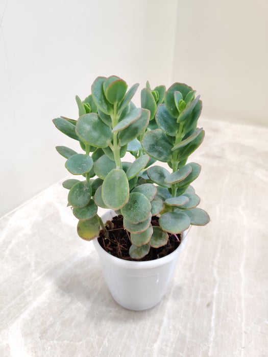 Kalanchoe Marnieriana perfect indoor plant