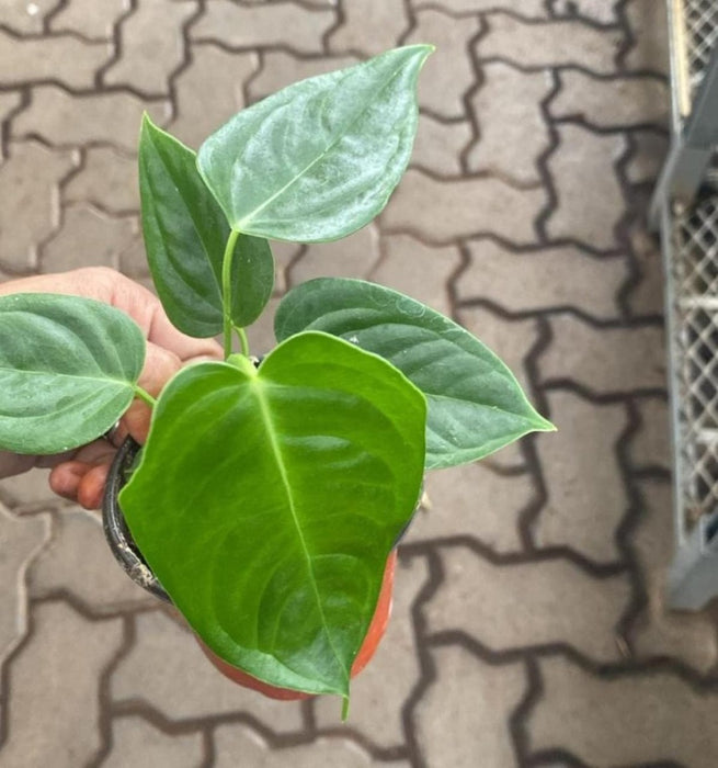 Rare Anthurium Veitchii King plant for home décor
