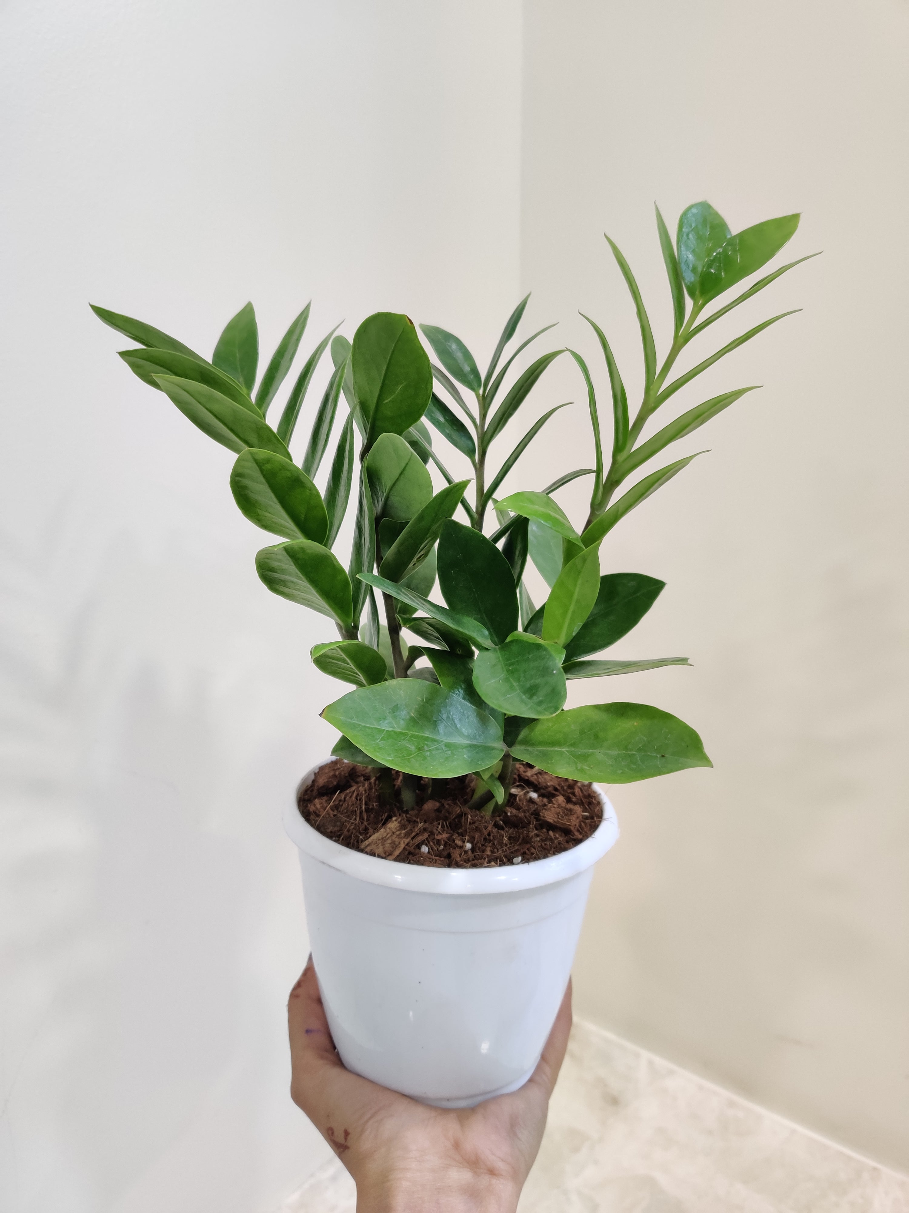 zz plant price ZZ Plant