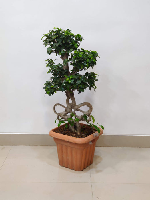 unique-looped-trunk-ficus-bonsai-in-pot
