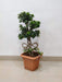 unique-looped-trunk-ficus-bonsai-in-pot