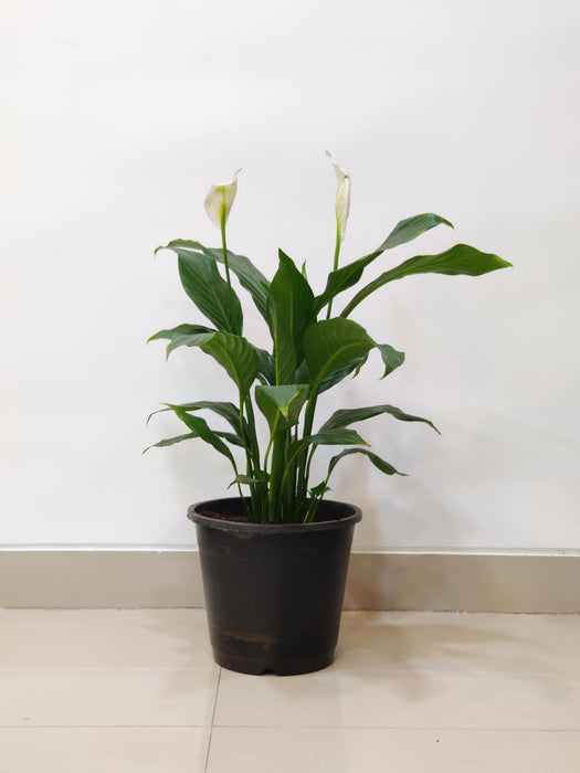 Low light indoor Spathiphyllum plant