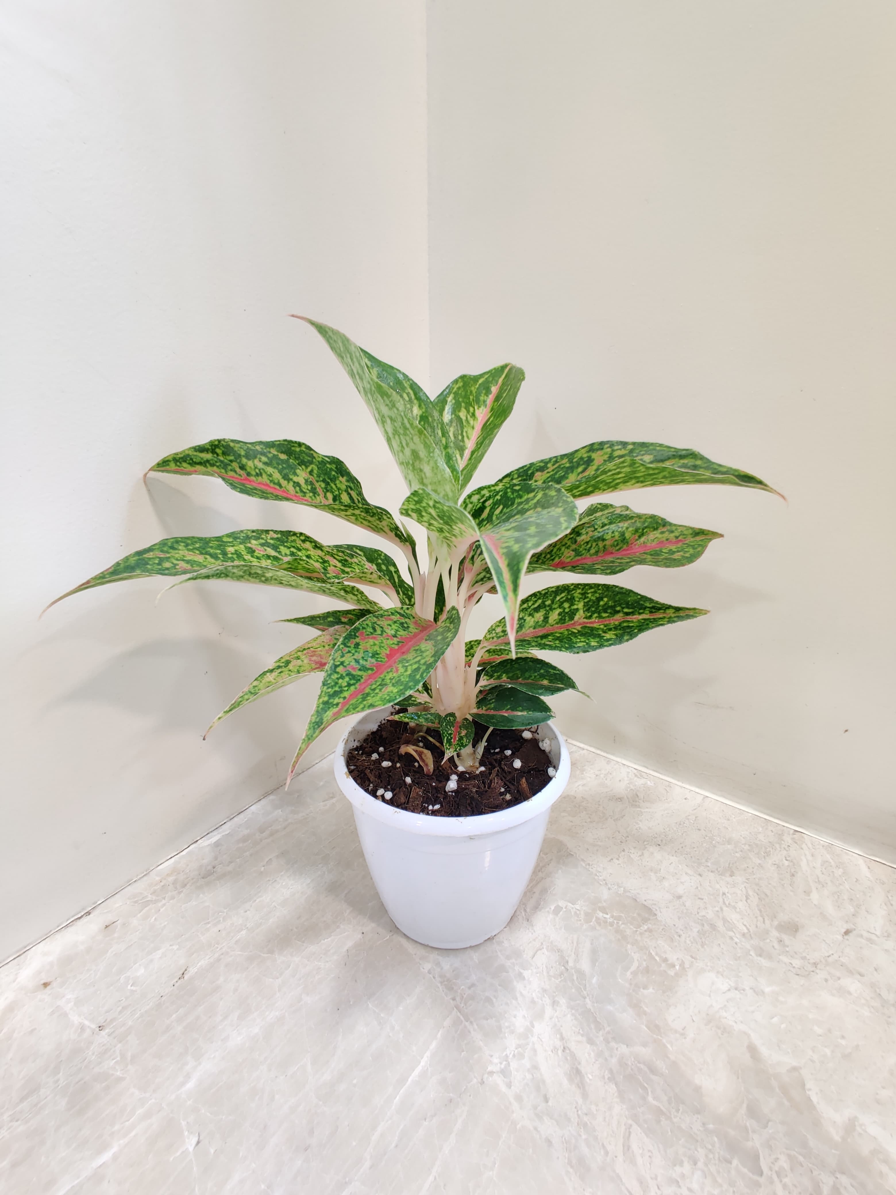 Aglaonema Happiness Indoor/Outdoor Live Plant Pack of 1