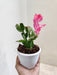 8.5 cm Pot Pink Christmas Cactus indoor plants