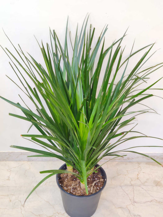 dracaena-plant-small-space-decor