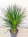 dracaena-plant-small-space-decor