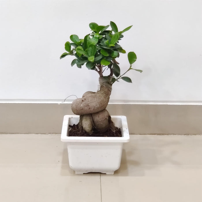 Low Maintenance Ficus Microcarpa Ginseng Bonsai Plant