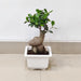 Low Maintenance Ficus Microcarpa Ginseng Bonsai Plant