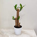 Green indoor plant in 15 cm plastic pot