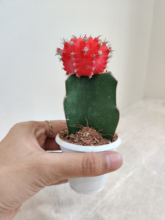 Petite Red Moon Cactus Indoor Ornament