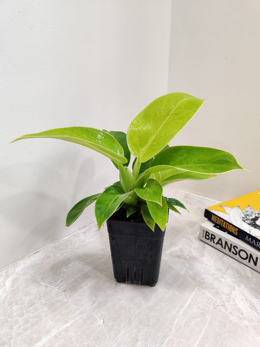 Vibrant Green Philodendron Moonshine for Indoor