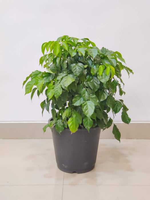Low maintenance Radermachera Green plant for home