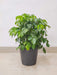 Low maintenance Radermachera Green plant for home