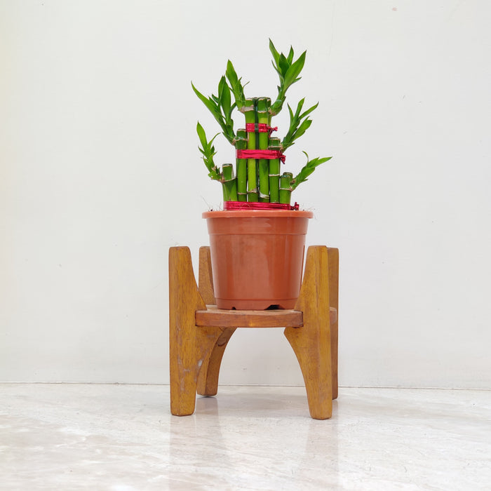 lucky bamboo plant with red ribbon Buy Dracaena Sanderiana-Lucky Bamboo – ChhajedGarden.com