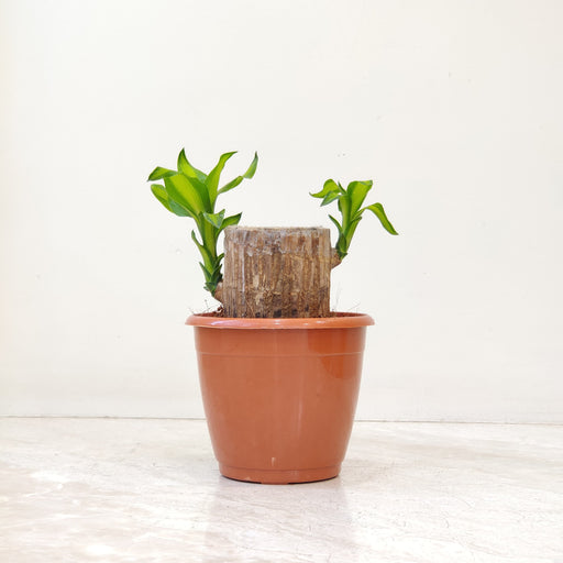 lucky bamboo sri lanka Lucky Bamboo Plant – Easy Care, Good Luck & Air Purifying – ChhajedGarden.com