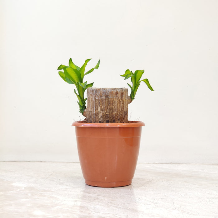 does lucky bamboo purify air Lucky Bamboo Plant – Easy Care, Good Luck & Air Purifying – ChhajedGarden.com