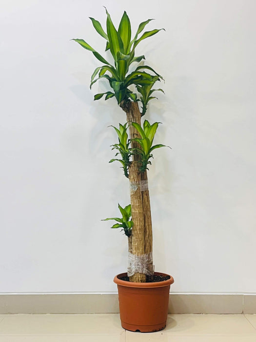 Tall Brazilian Lucky Wood Plant