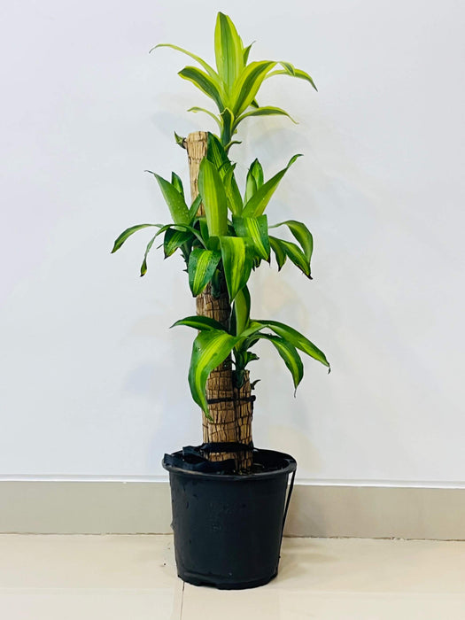 lucky brazil potted plant Buy Brazilian Lucky Wood Plant – ChhajedGarden.com