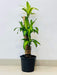 vastu-feng-shui-brazilian-lucky-bamboo