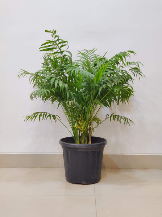 Decorative green bamboo palm in black planter